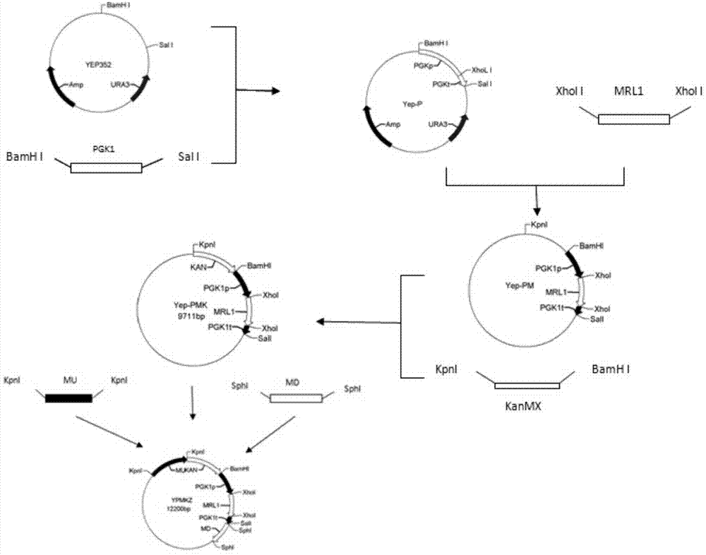 A kind of exocrine yeast strain with low protease A under stress conditions and its construction method