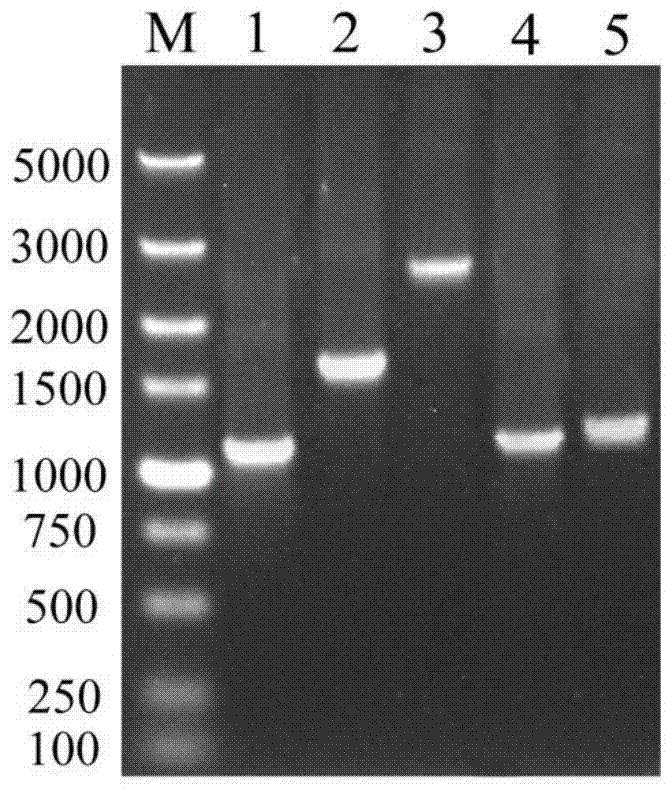 A kind of exocrine yeast strain with low protease A under stress conditions and its construction method