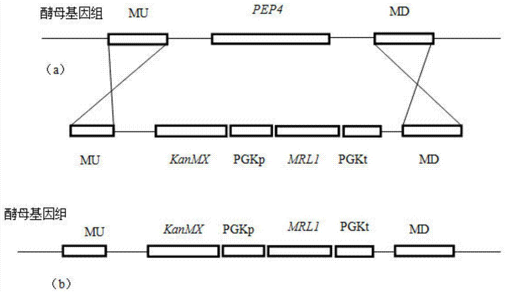 A kind of exocrine yeast strain with low protease A under stress conditions and its construction method