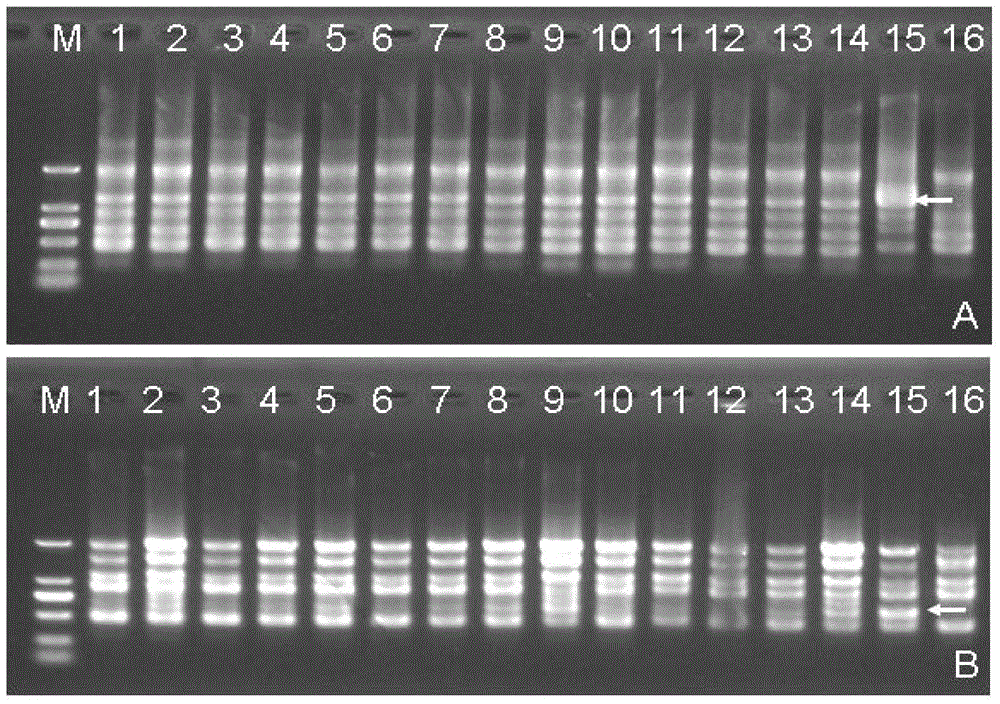 SPAR (single primer amplification reaction) based DNA molecular marking method