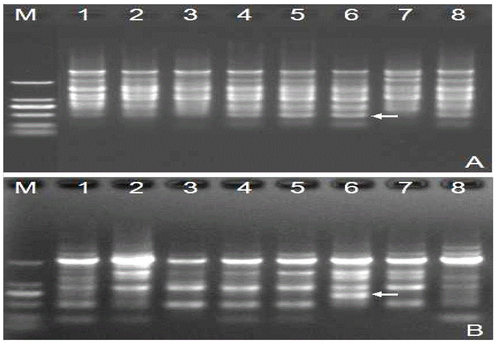 SPAR (single primer amplification reaction) based DNA molecular marking method