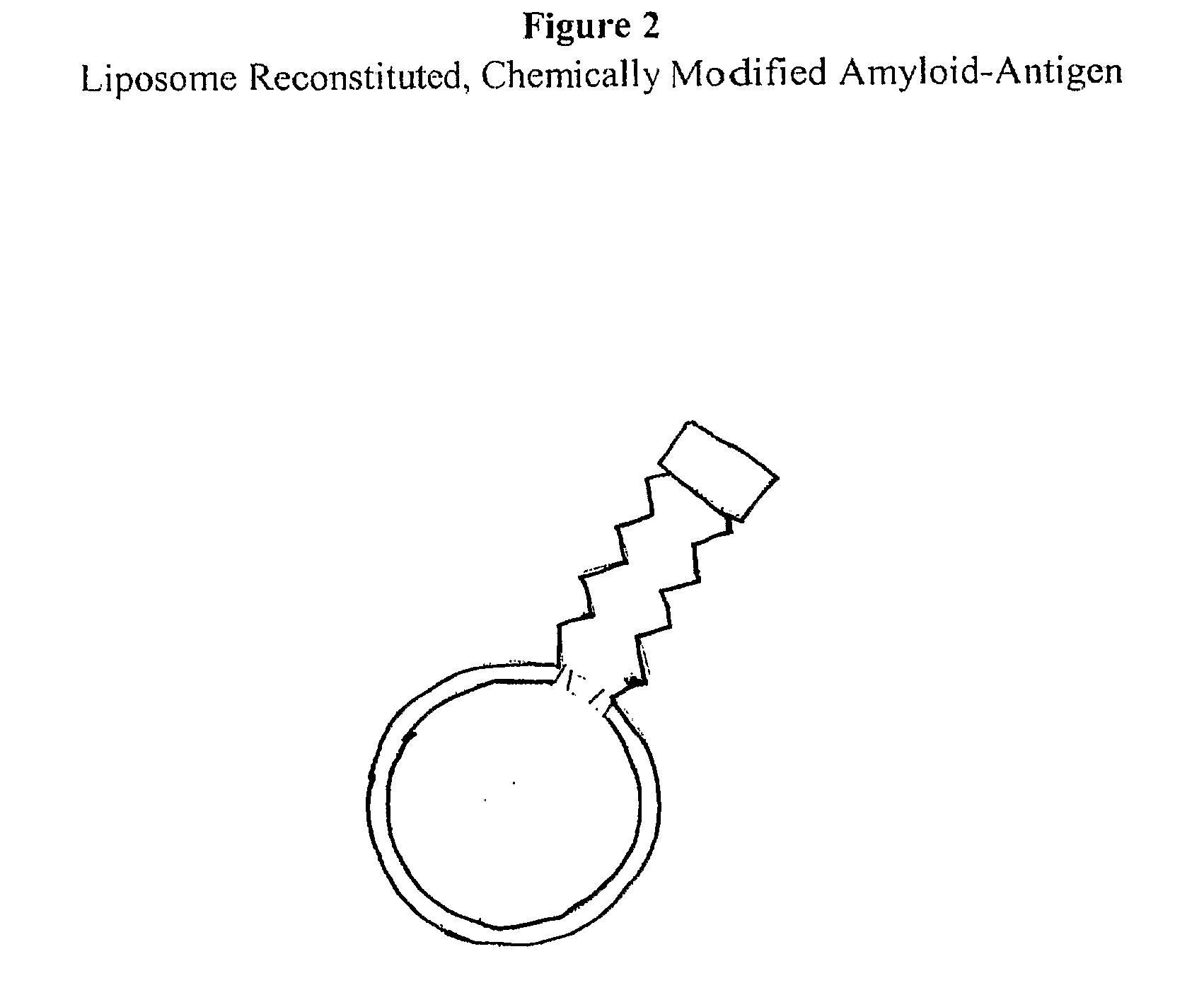 Methods And Compositions Comprising Supramolecular Constructs
