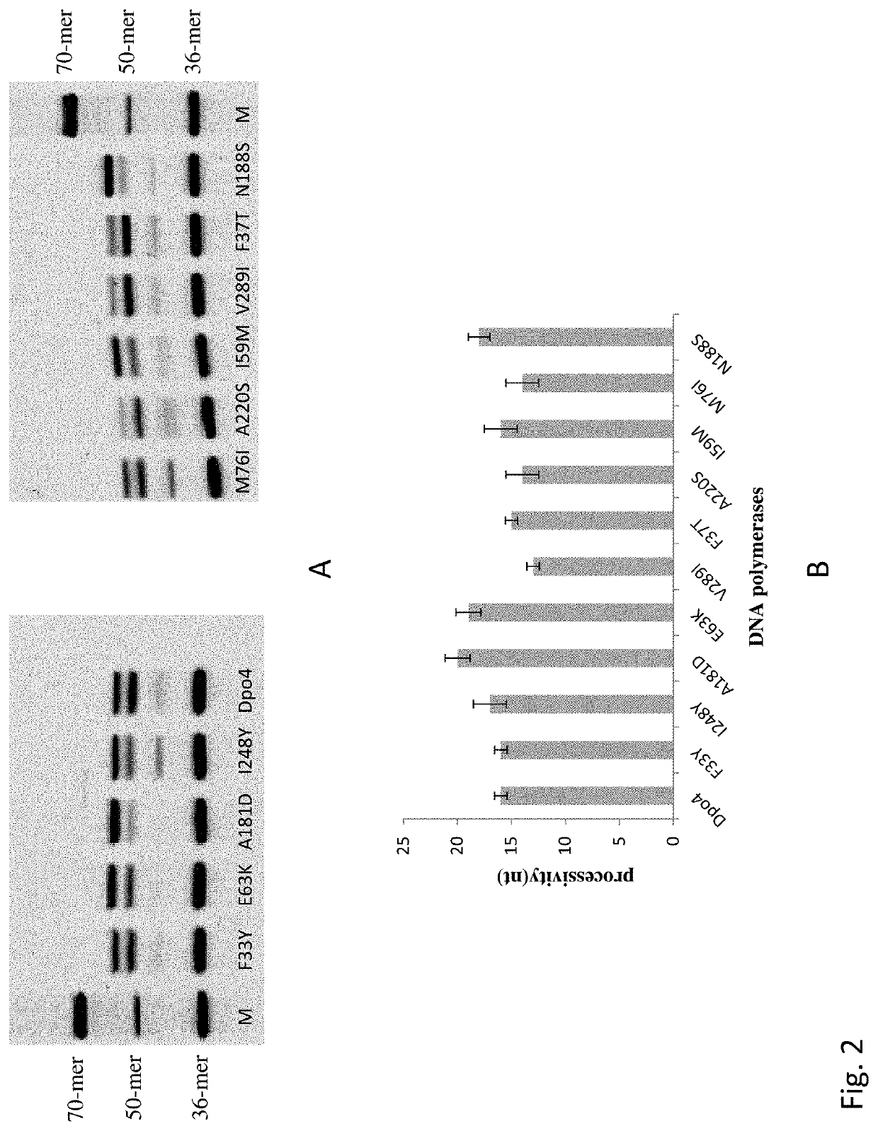 DNA polymerase mutants with increased processivity of DNA synthesis