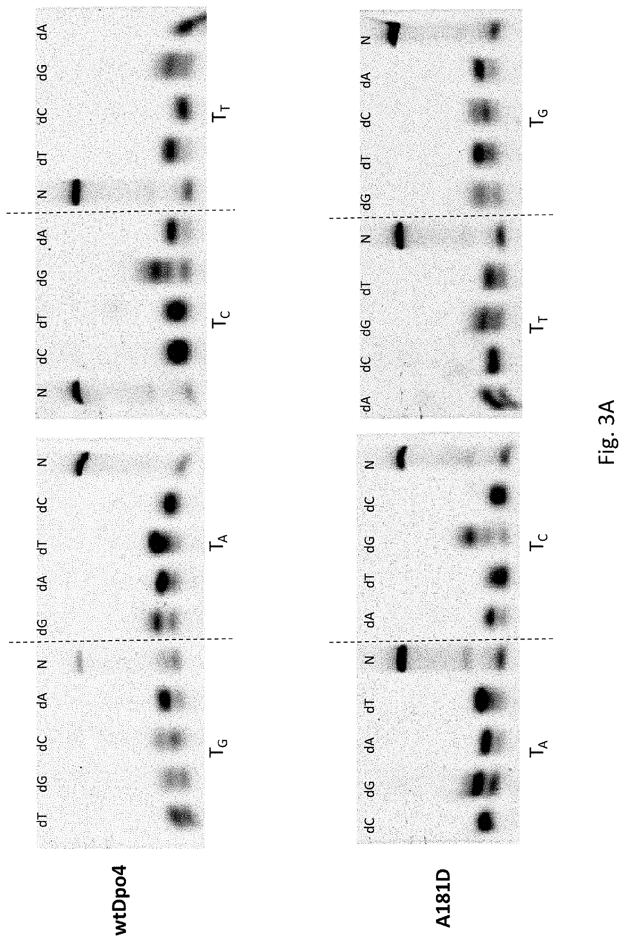 DNA polymerase mutants with increased processivity of DNA synthesis