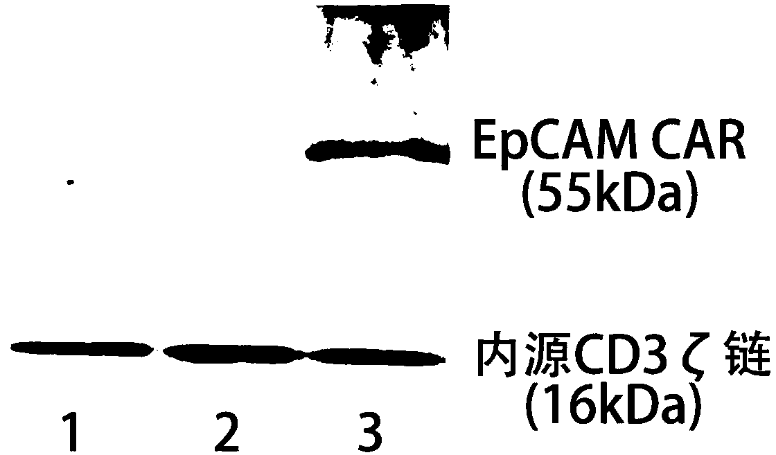 Human EpCAM targeted genetically engineered lymphocyte, preparation method and use thereof
