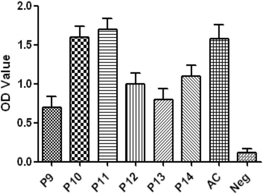 Porcine circovirus synthetic peptide vaccine and preparation method and application thereof