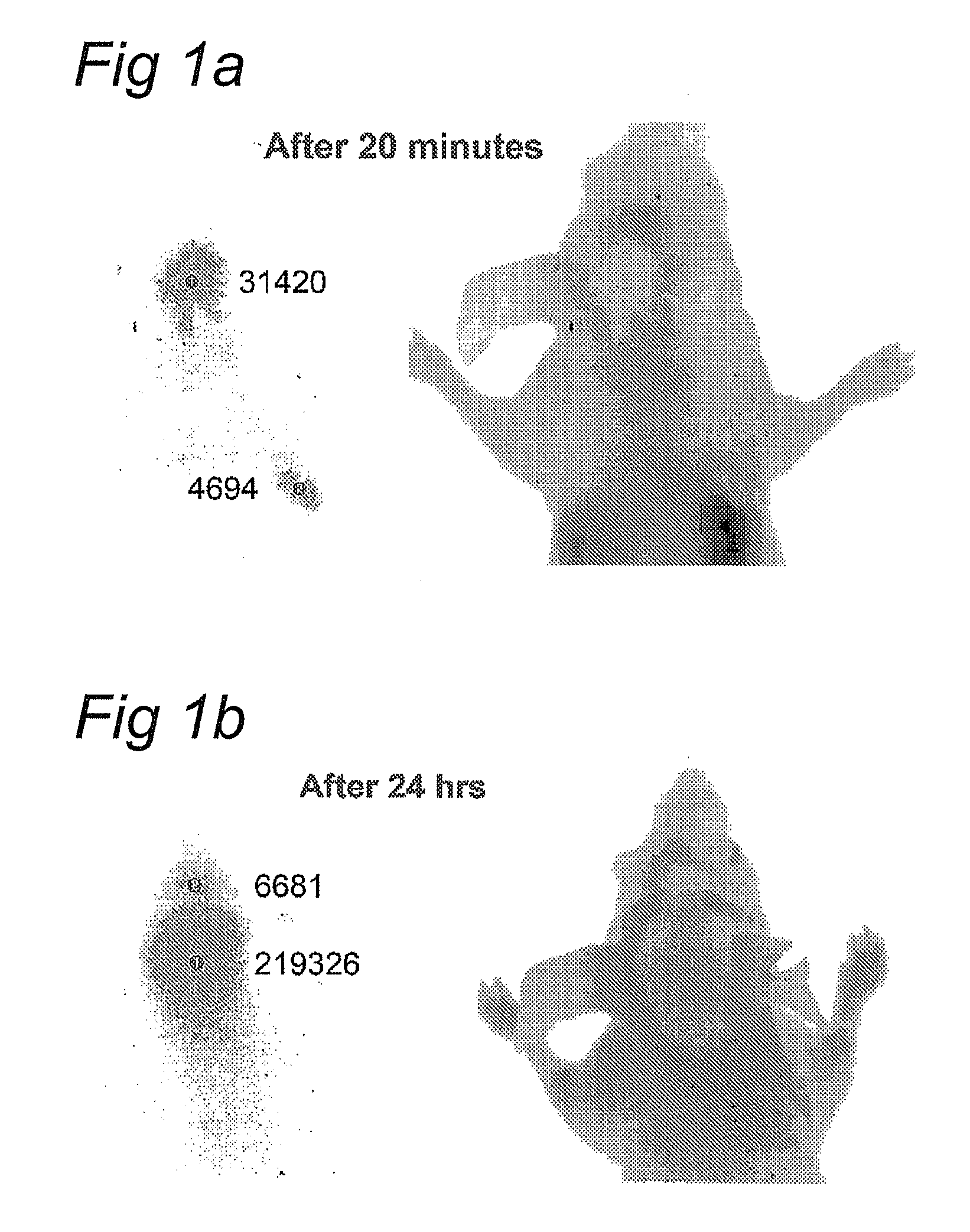Molecules for targeting compounds to various selected organs, tissues or tumor cells