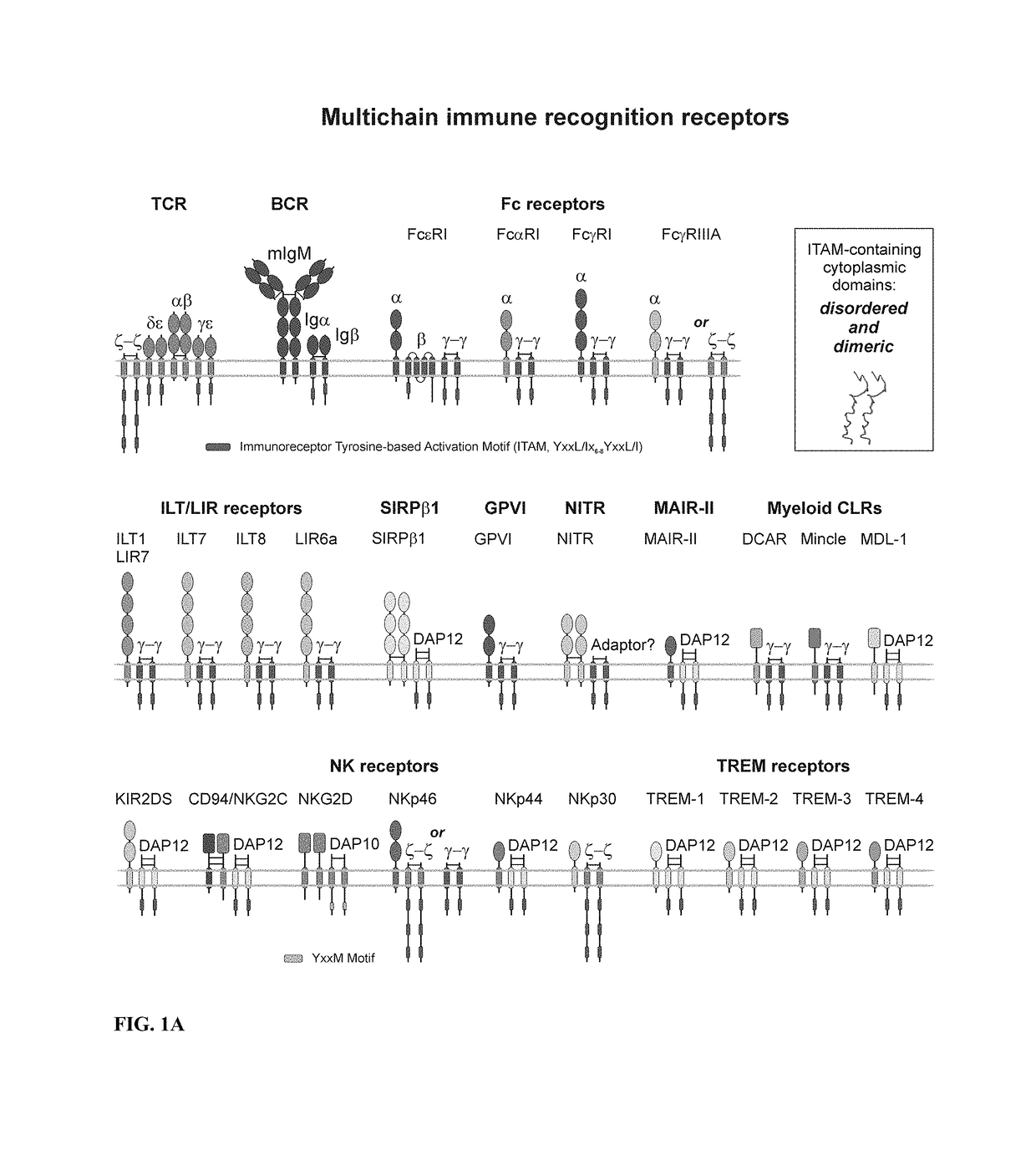 Inhibition of TCR signaling with peptide variants