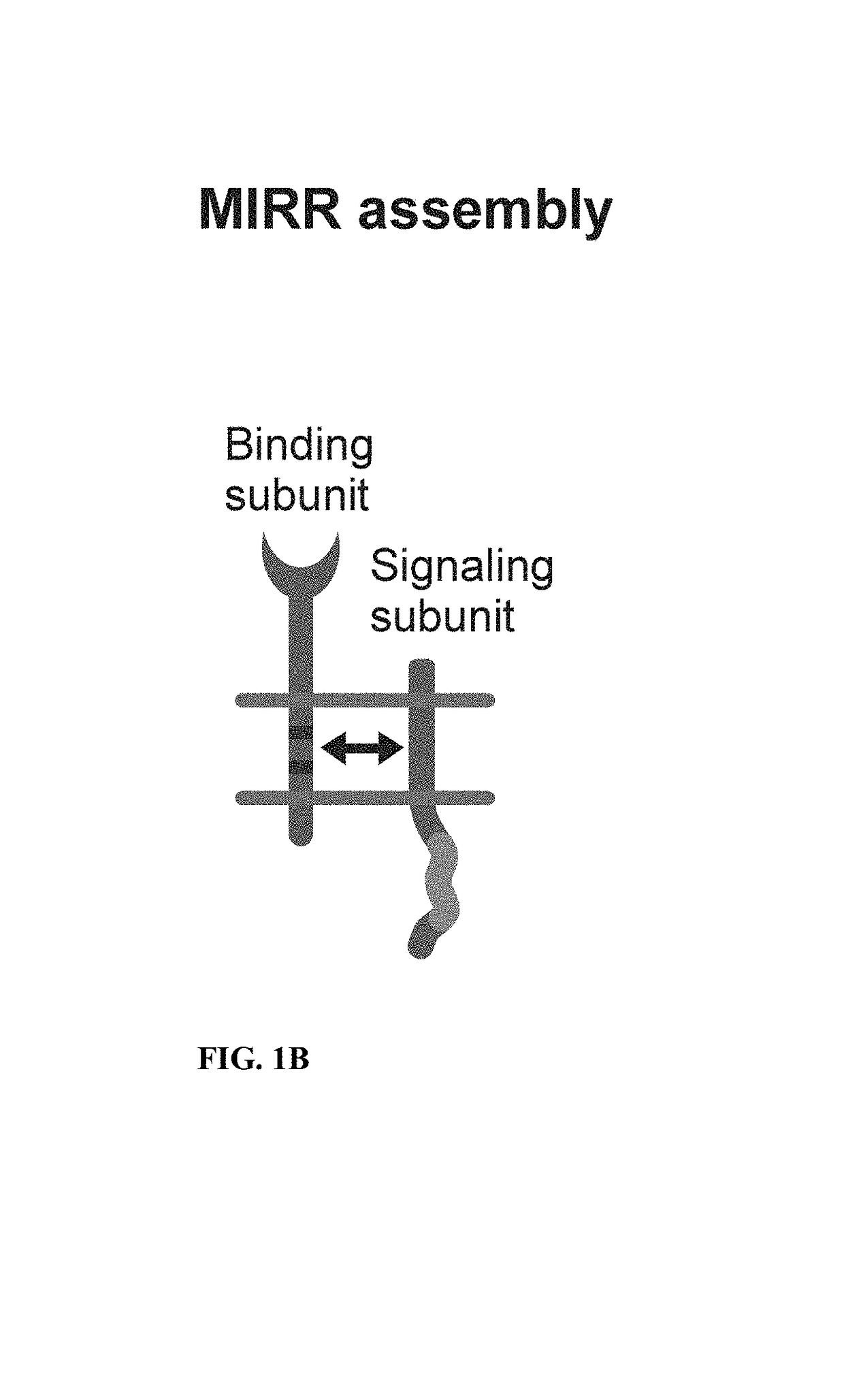 Inhibition of TCR signaling with peptide variants