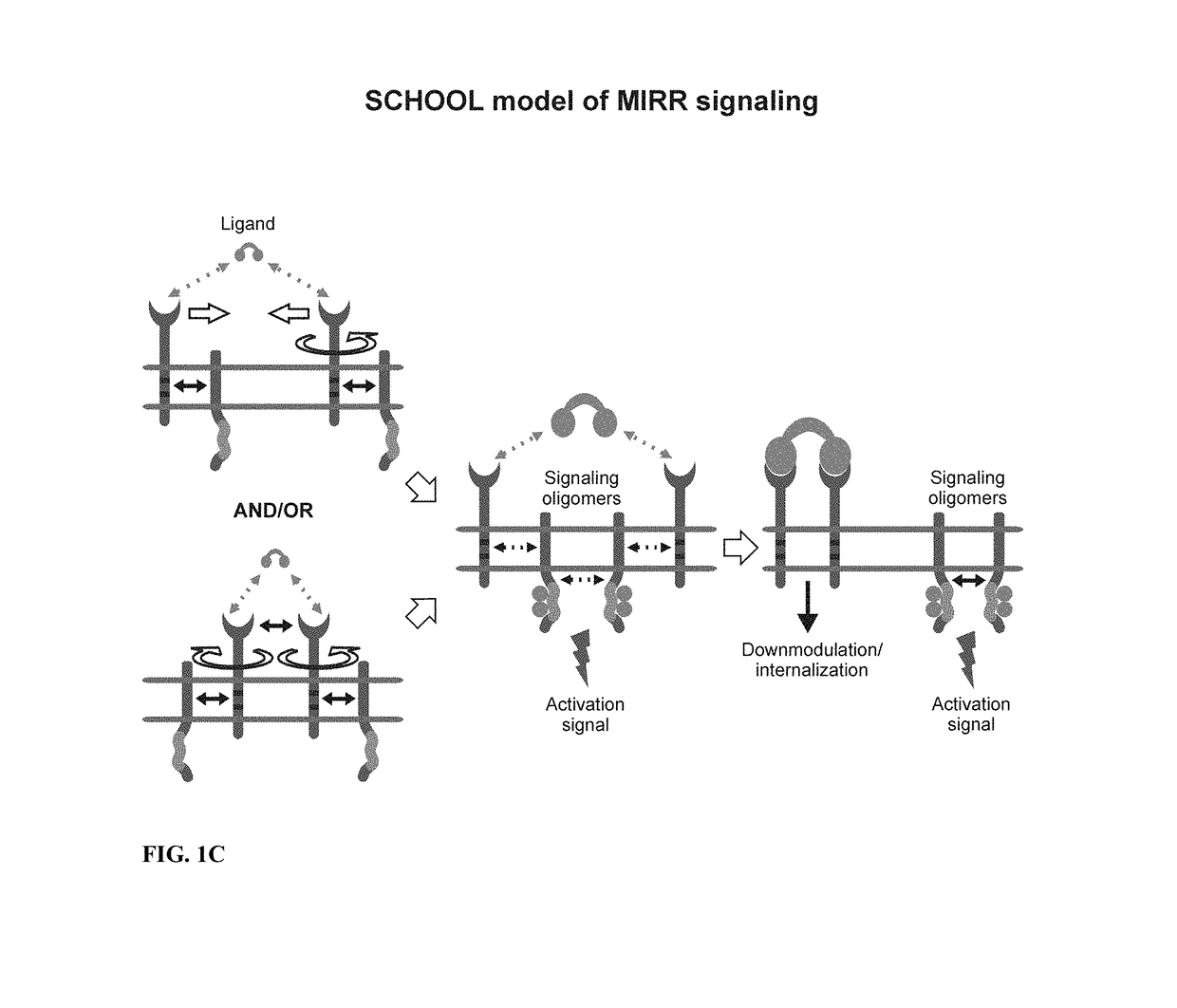 Inhibition of TCR signaling with peptide variants