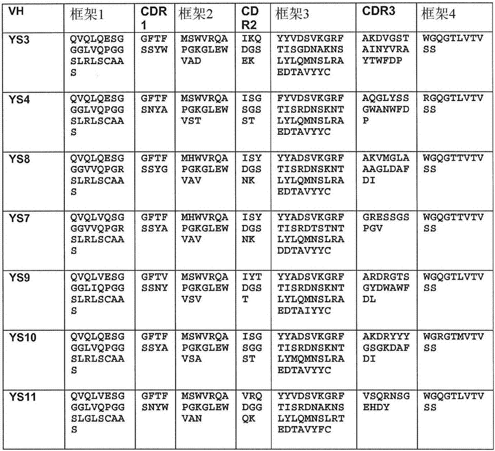 Macropinocytosing human anti-CD46 antibodies and targeted cancer therapeutics