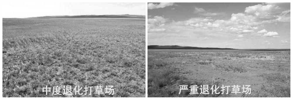 Reseeding ecological restoration method for degraded grassland