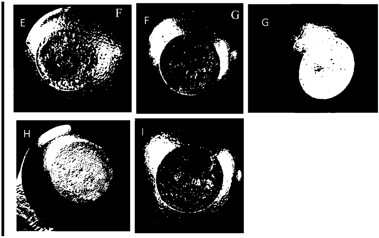 Environment-friendly graphite lubricating releasing agent