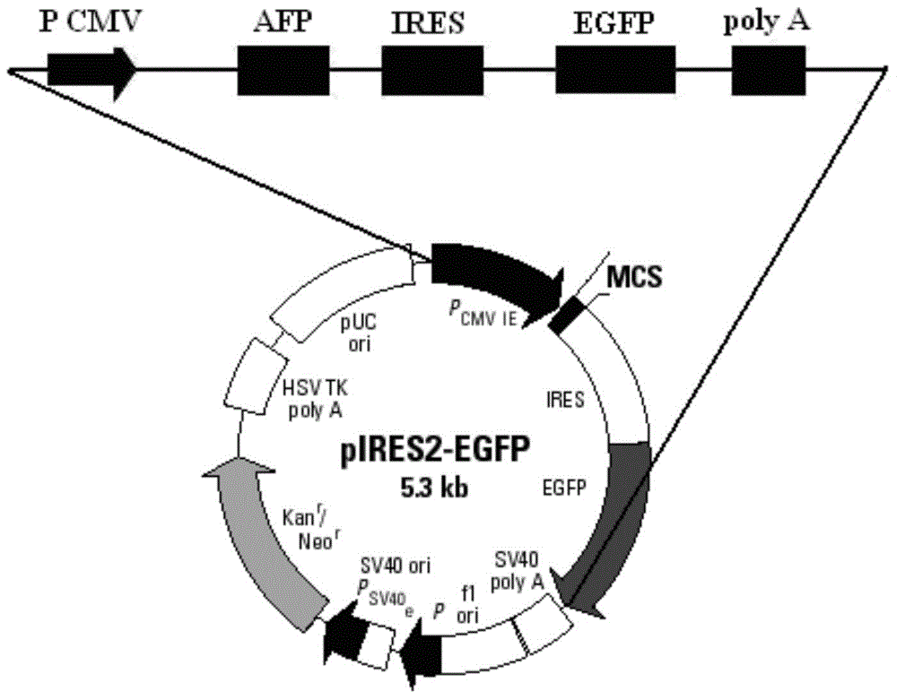 AFP and GM-CSF dual-gene co-expression recombinant vector as well as preparation method and application of recombinant vector