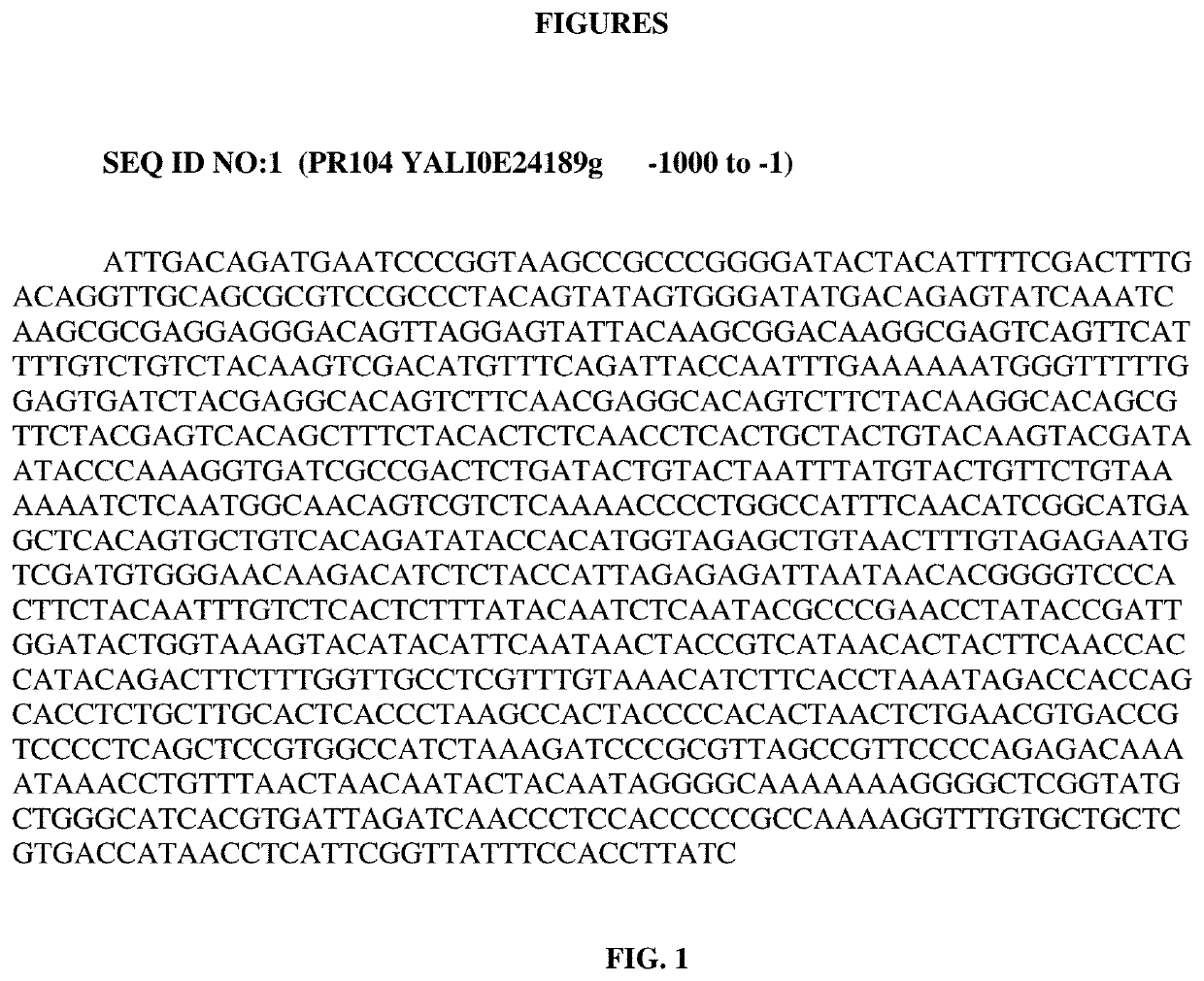 Methods and compositions involving promoters derived from yarrowia lipolytica