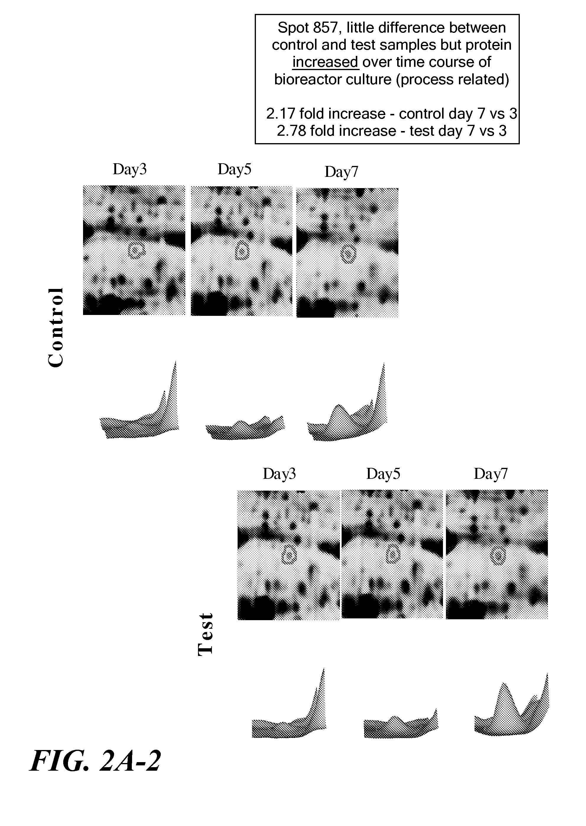 Differential expression profiling analysis of cell culture phenotypes and uses thereof