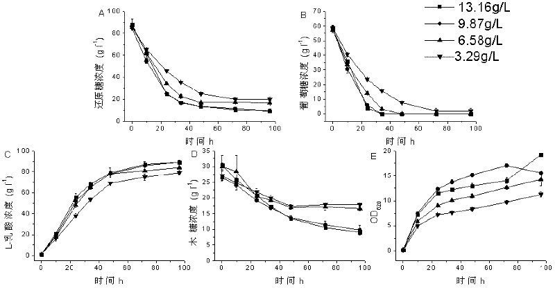 Method for producing polymer grade L-lactic acid by bacillus by utilizing hydrolysate of maize straws