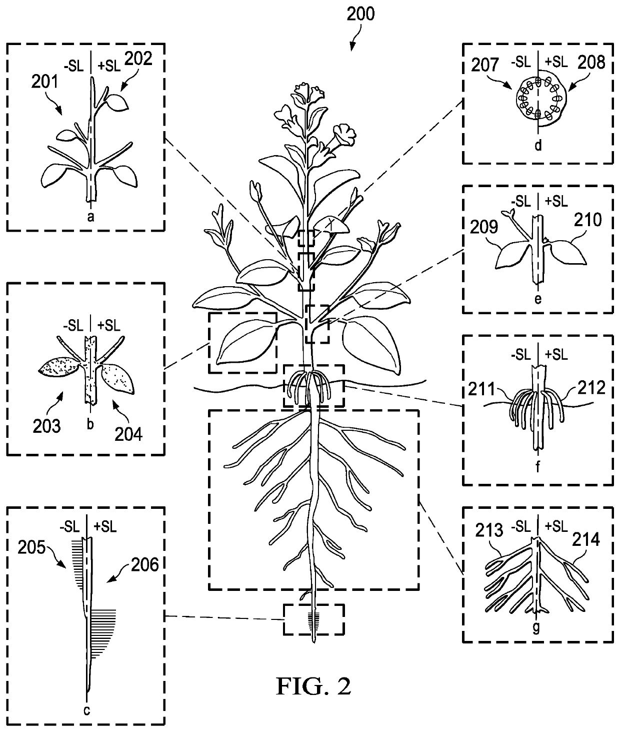 Plant growth promoter with strigolactones regulation activities