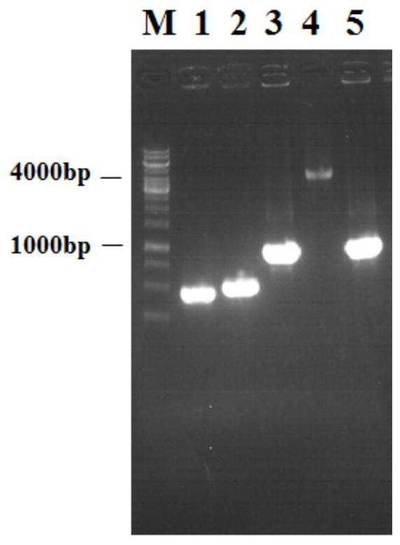 Genetically engineered bacterium for producing N-acetylglucosamine and application of genetically engineered bacterium