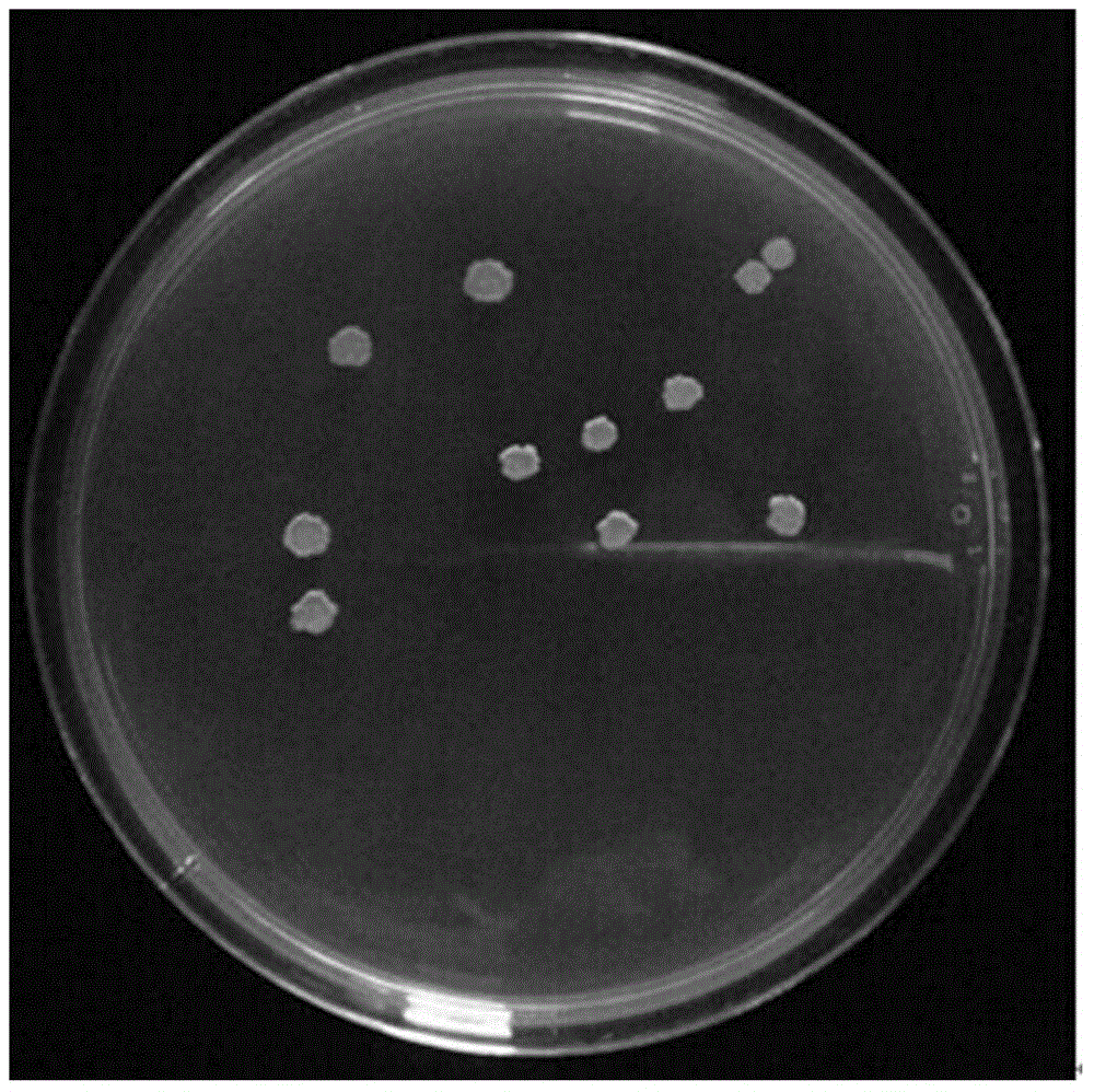 Bacillus amyloliquefaciens and application thereof