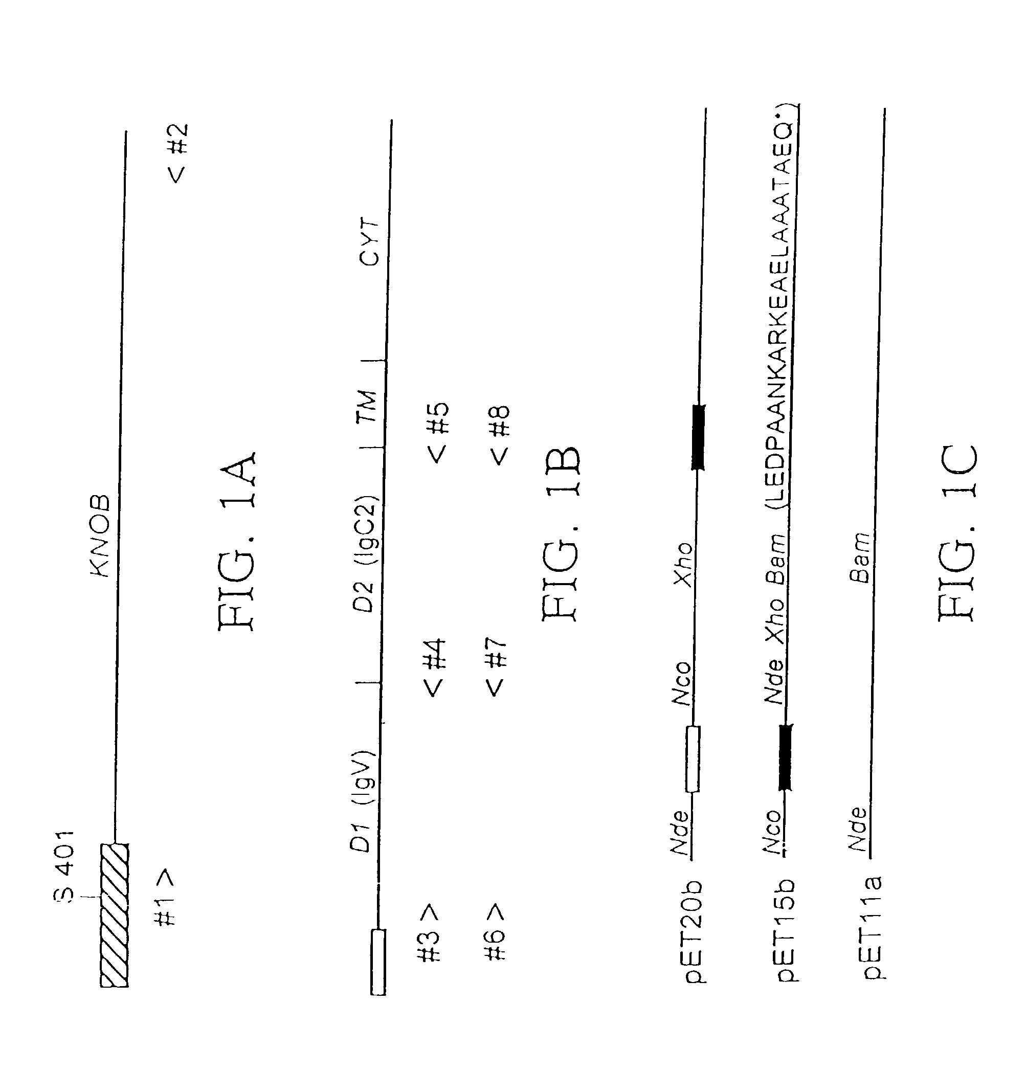 Structure of adenovirus bound to cellular receptor car