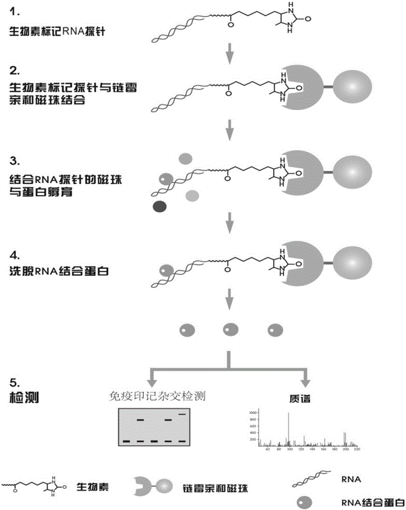 Kit for simply and conveniently detecting RNA and protein interaction and usage method thereof