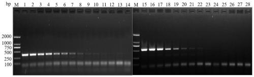 One-step dual-specificity SS-COI primer combination of frankliniella occidentalis race and applications thereof