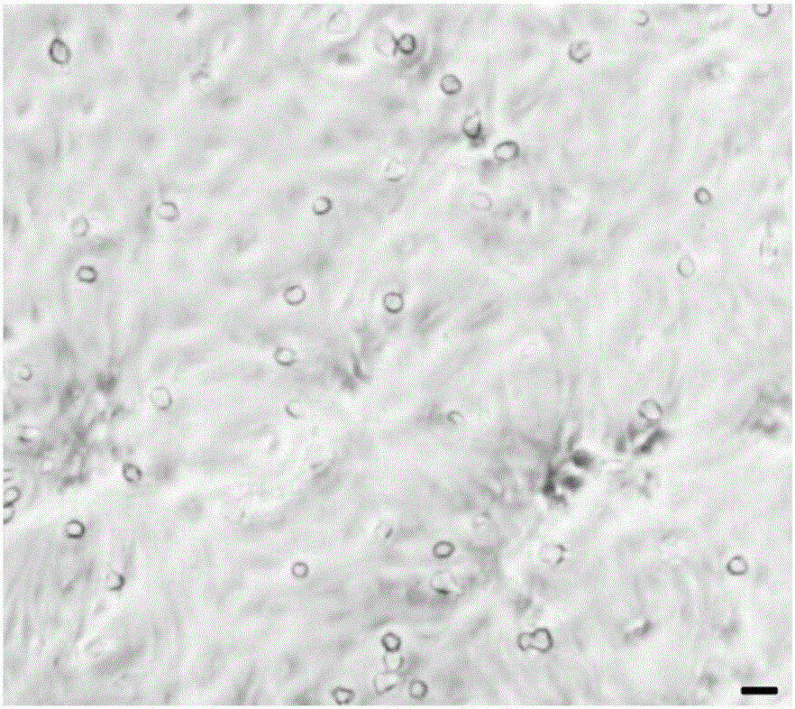 Naked mole rat astroglia cell culture method
