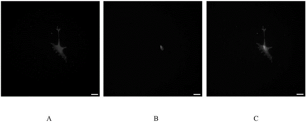 Naked mole rat astroglia cell culture method