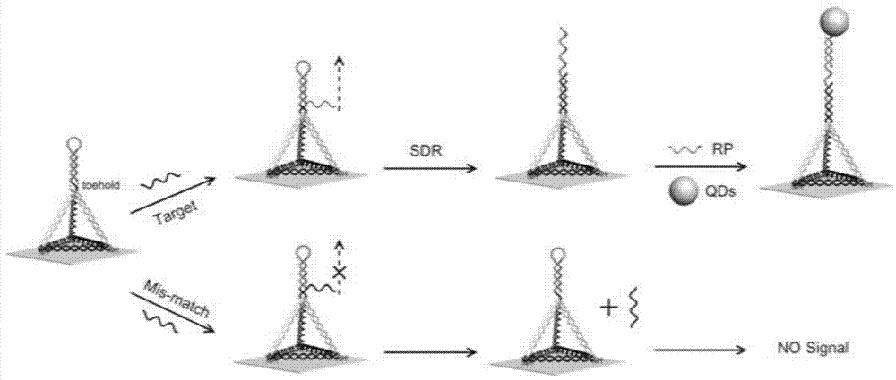 Single molecular detection method of let-7a in human lung cells