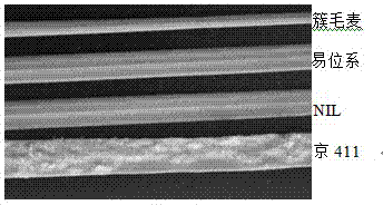 Sequence of dasypyrum villosum 6VS DNA permeating into powdery mildew resistant near-isogenic line of wheat and application