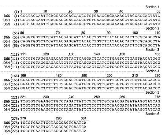 Sequence of dasypyrum villosum 6VS DNA permeating into powdery mildew resistant near-isogenic line of wheat and application