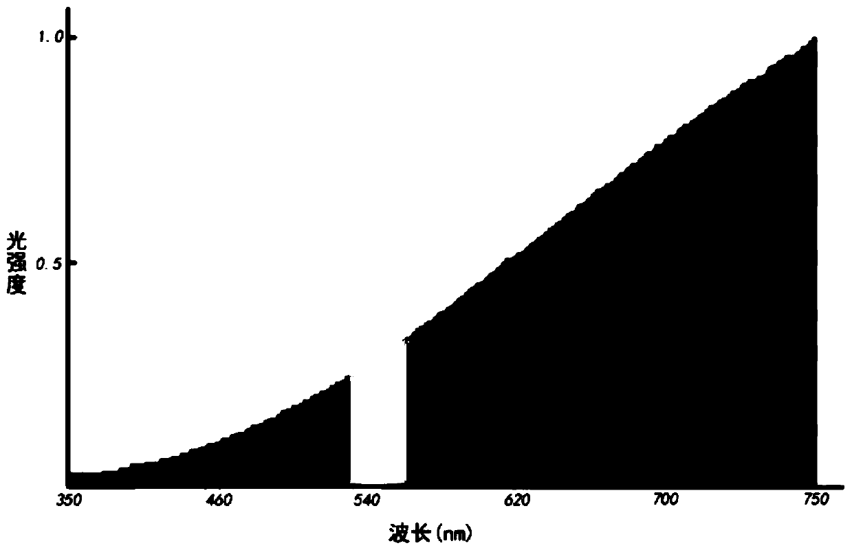 A method for cultivating Camellia japonica seed embryo tissue culture seedlings under sunlight conditions