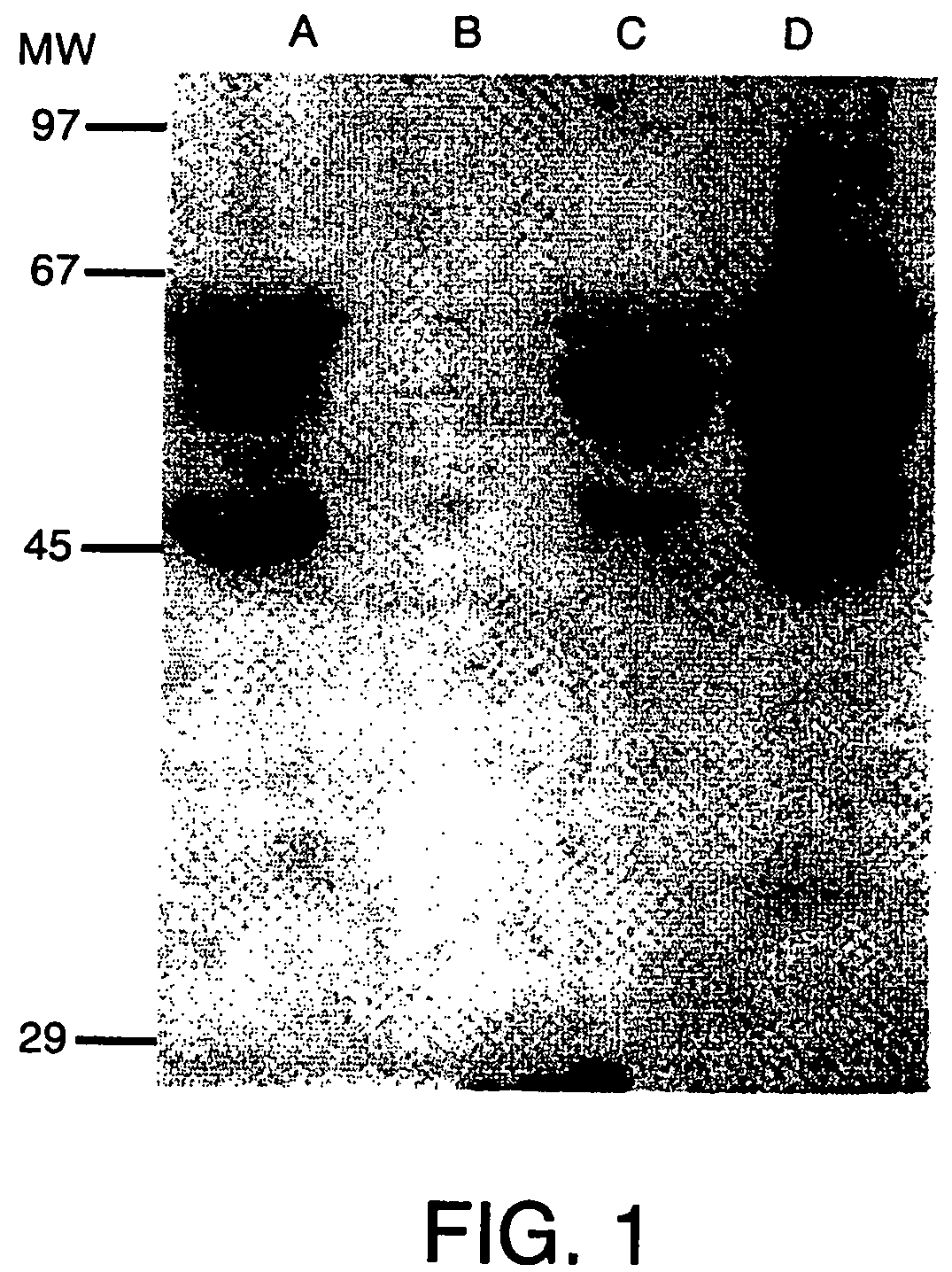 Nucleotide and protein sequence of mammastatin and methods of use