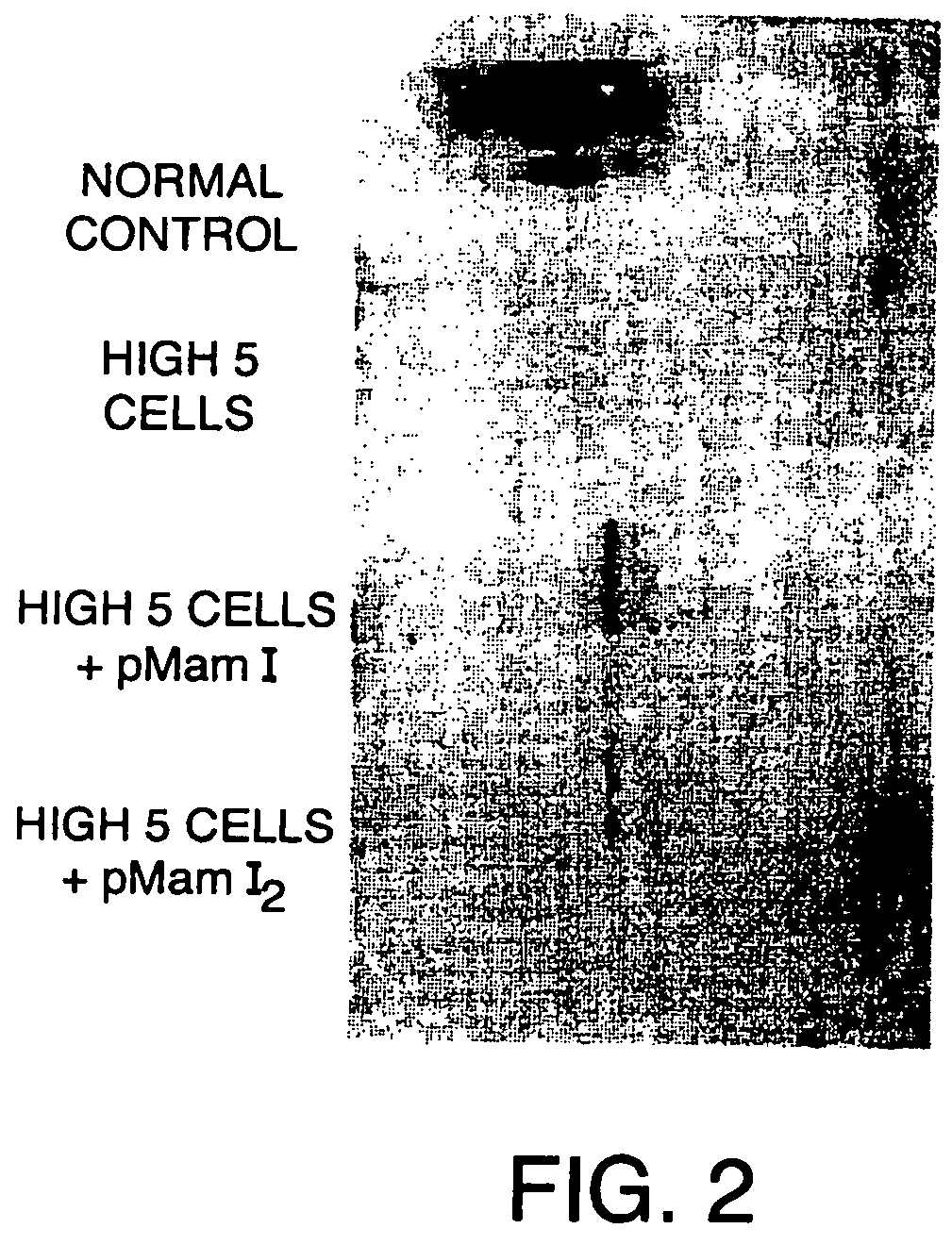 Nucleotide and protein sequence of mammastatin and methods of use