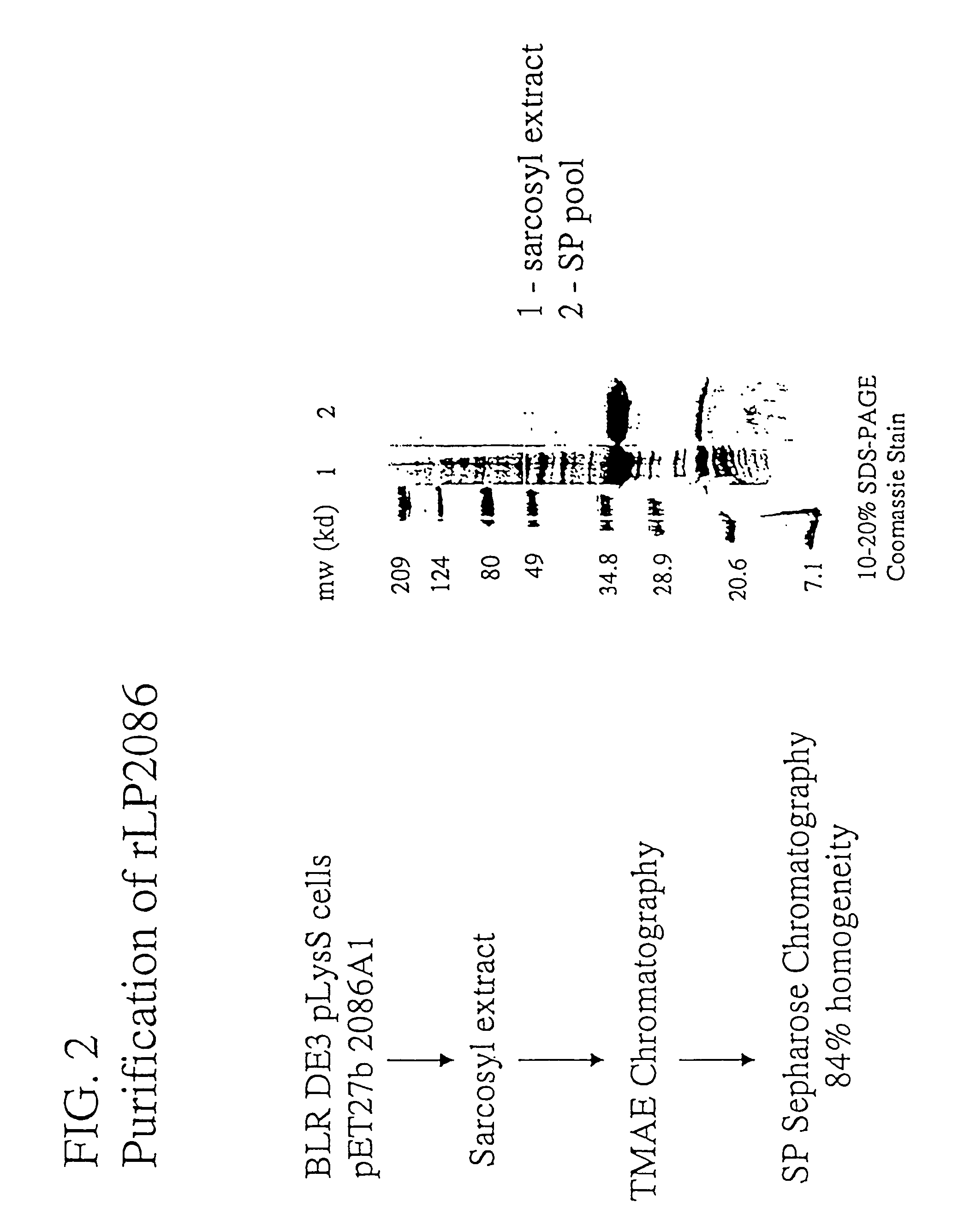 Immunogenic compositions for the prevention and treatment of meningococcal disease