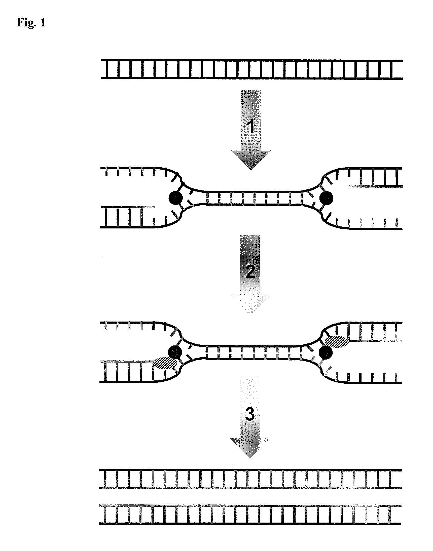Helicase dependent isothermal amplification using nicking enzymes