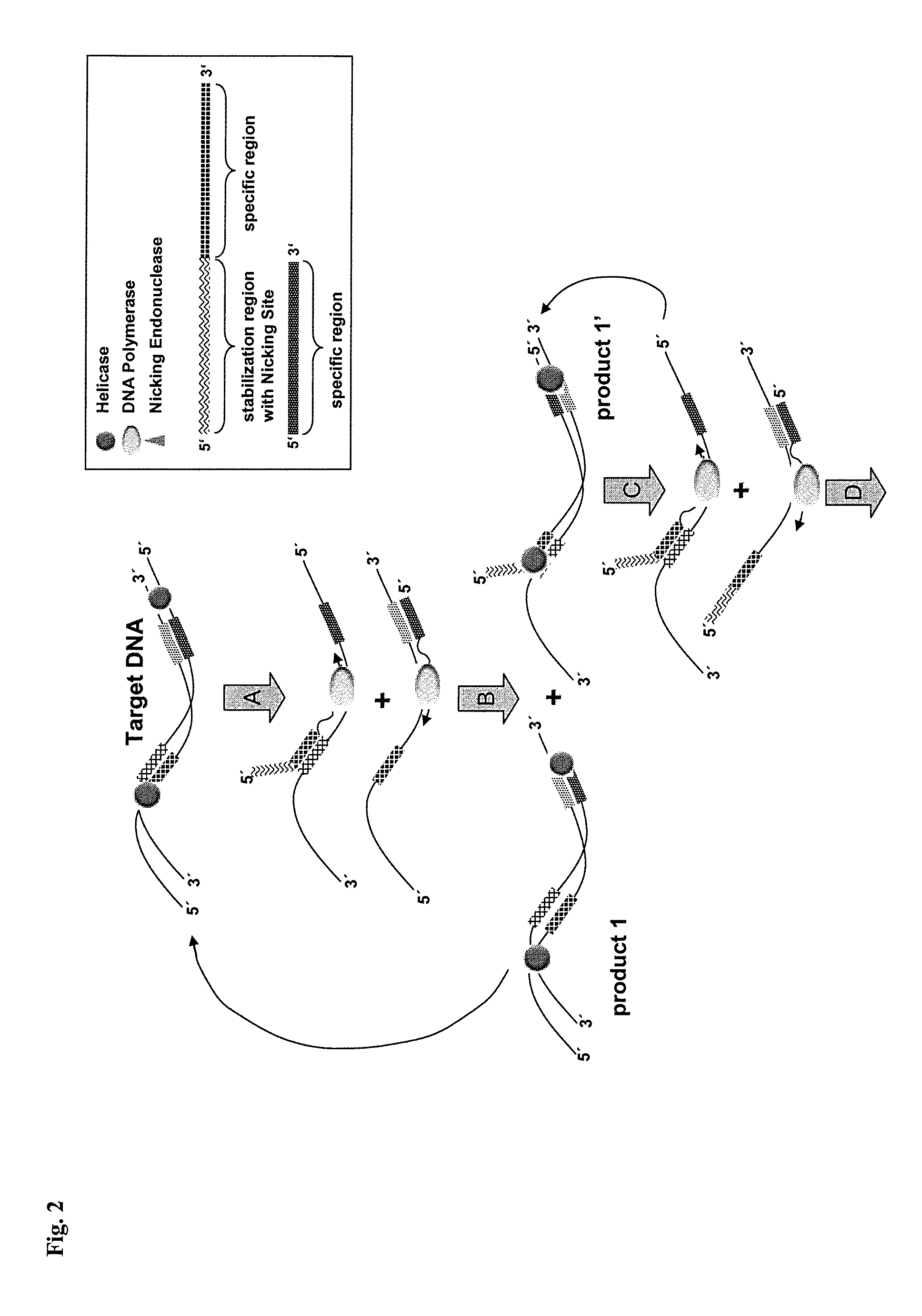 Helicase dependent isothermal amplification using nicking enzymes
