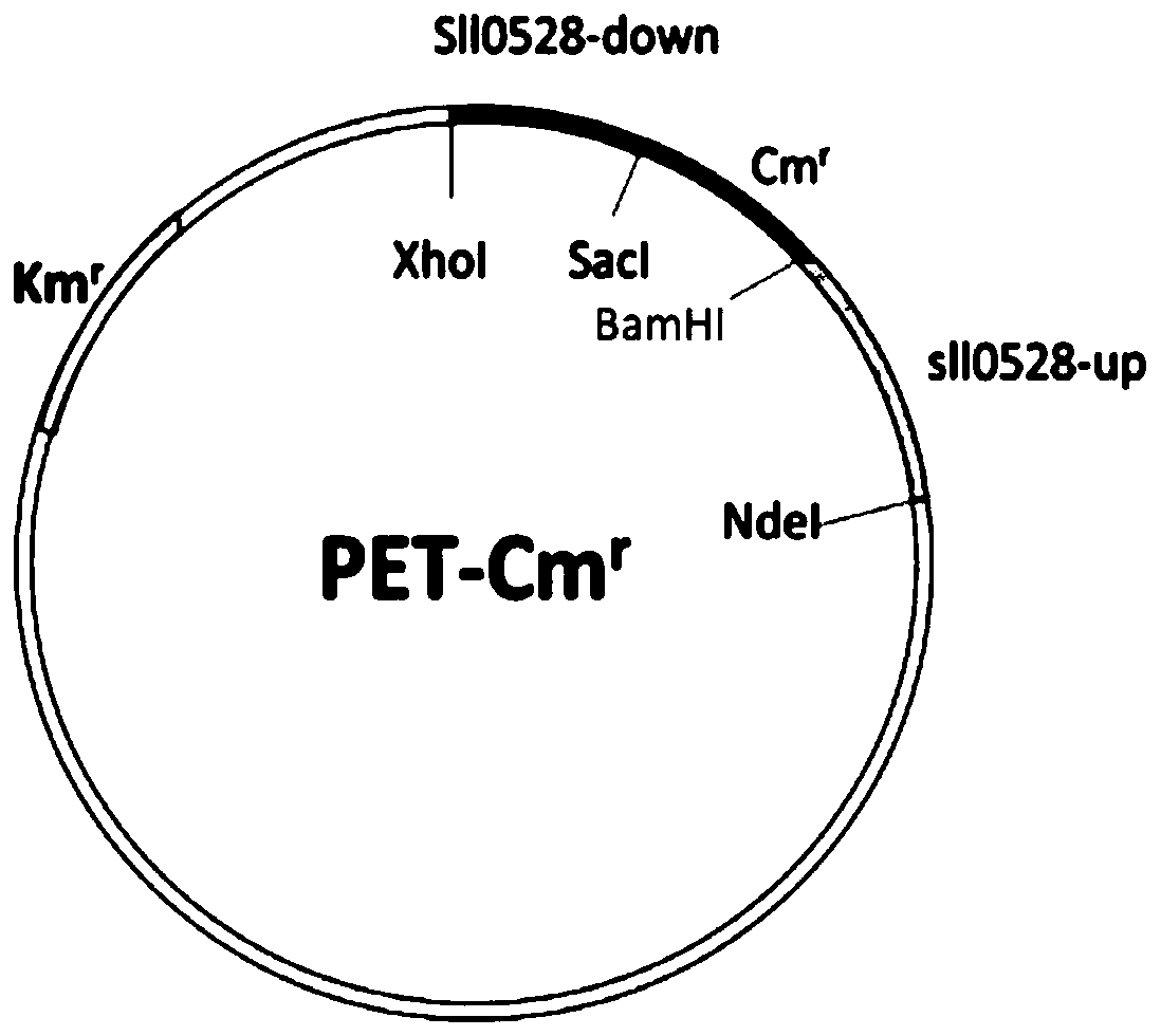 Application of sll0528 genes to improvement of ethanol tolerance of synechocystis PCC6803