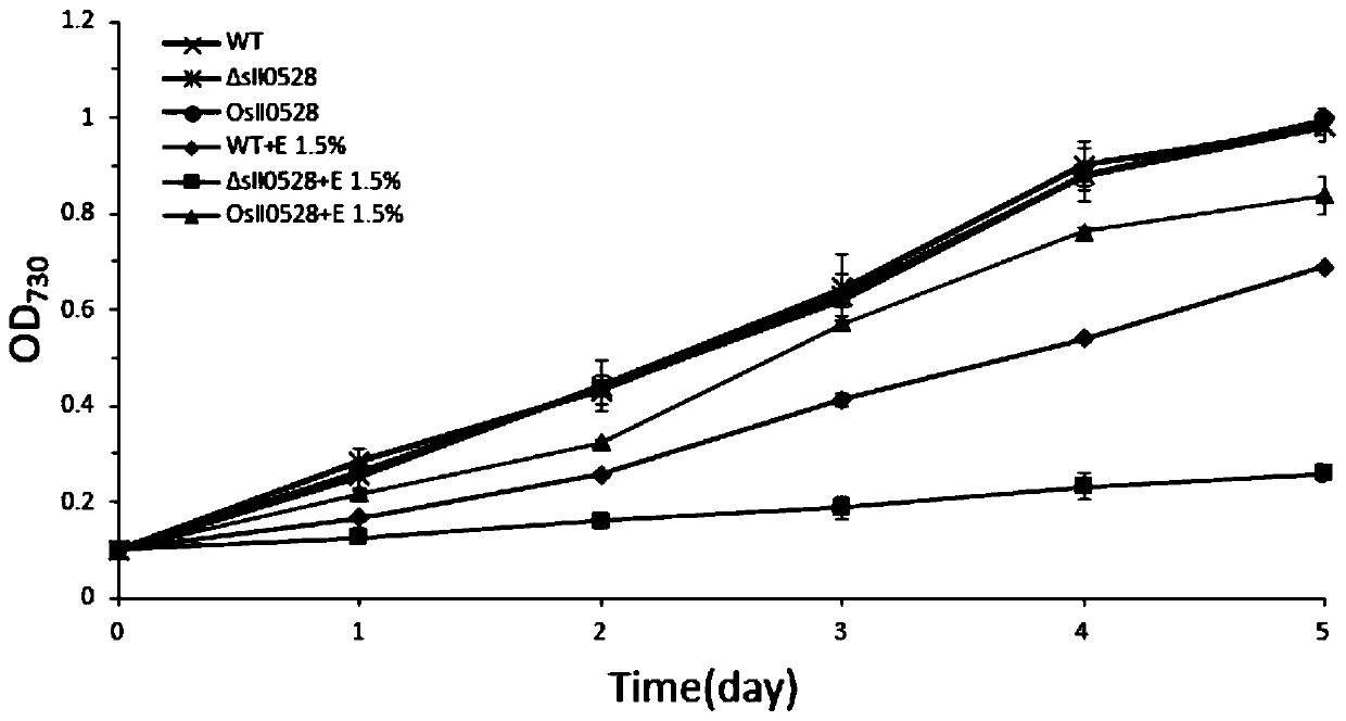 Application of sll0528 genes to improvement of ethanol tolerance of synechocystis PCC6803