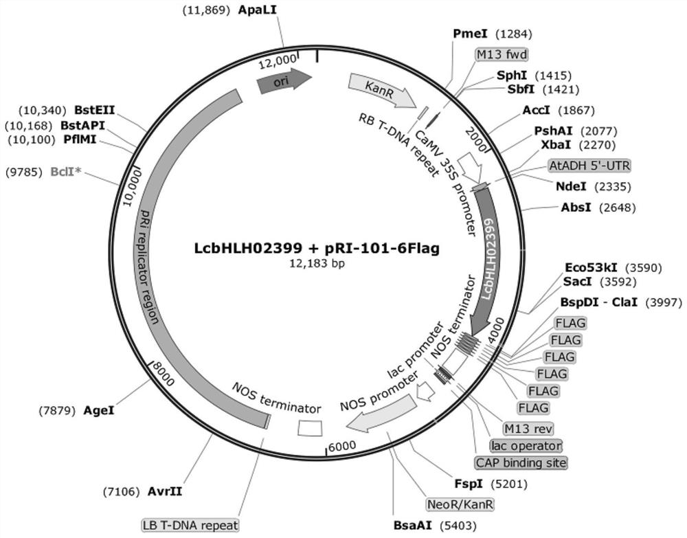 Liriodendron transcription factor LcbHLH02399 gene as well as expression protein and application thereof
