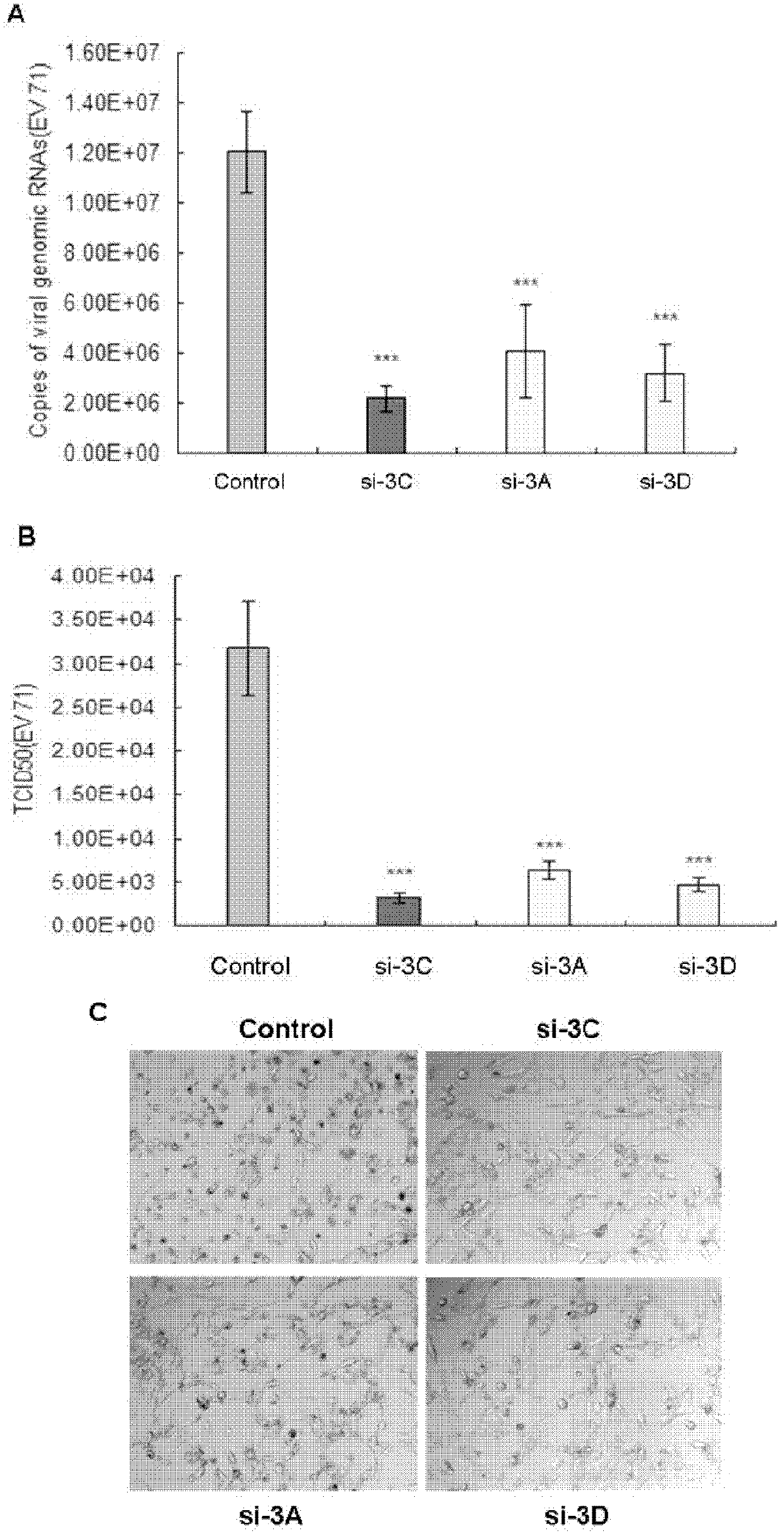 Interfering RNA (Ribonucleic Acid) for suppressing hand-foot-and-mouth disease virogene, vector containing the same and application thereof