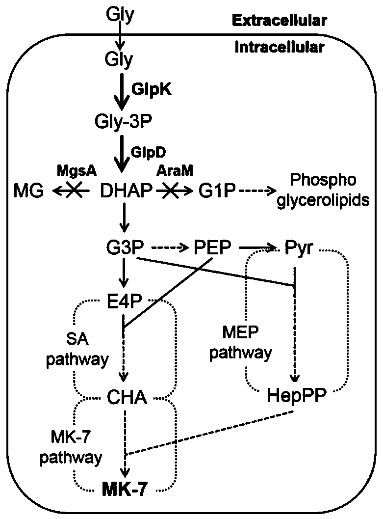 Method for genetically modifying bacillus subtilis, strain obtained by method and application of strain