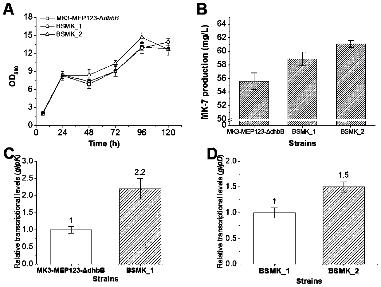 Method for genetically modifying bacillus subtilis, strain obtained by method and application of strain