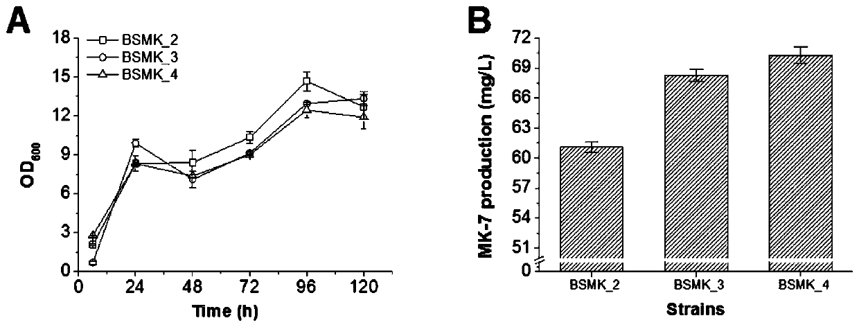 Method for genetically modifying bacillus subtilis, strain obtained by method and application of strain