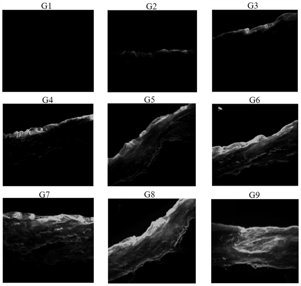 Transfersome-exosome membrane fusion preparation with transdermal enhancement effect as well as preparation method and application thereof