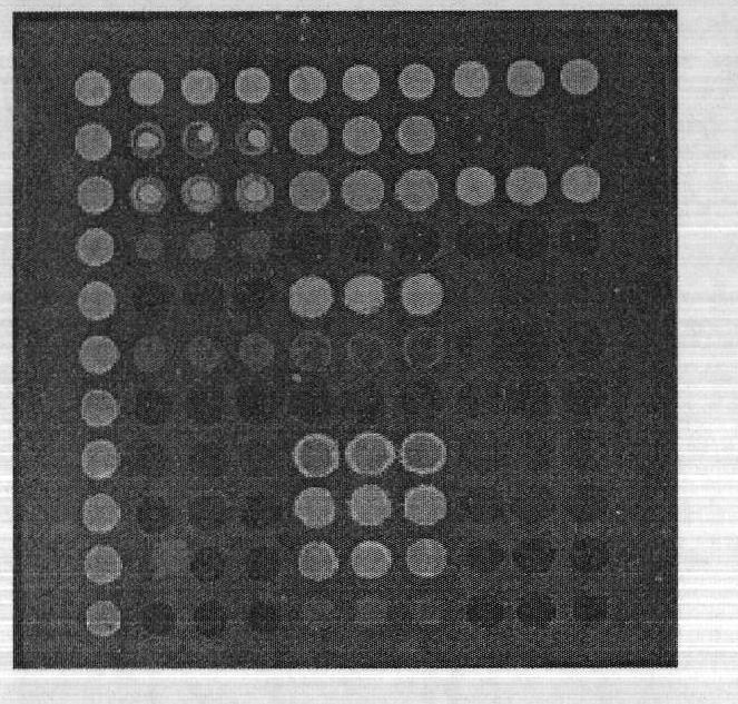 Preparation and application method for gene chip for detecting drug resistance of A type influenza virus epidemic virus strain