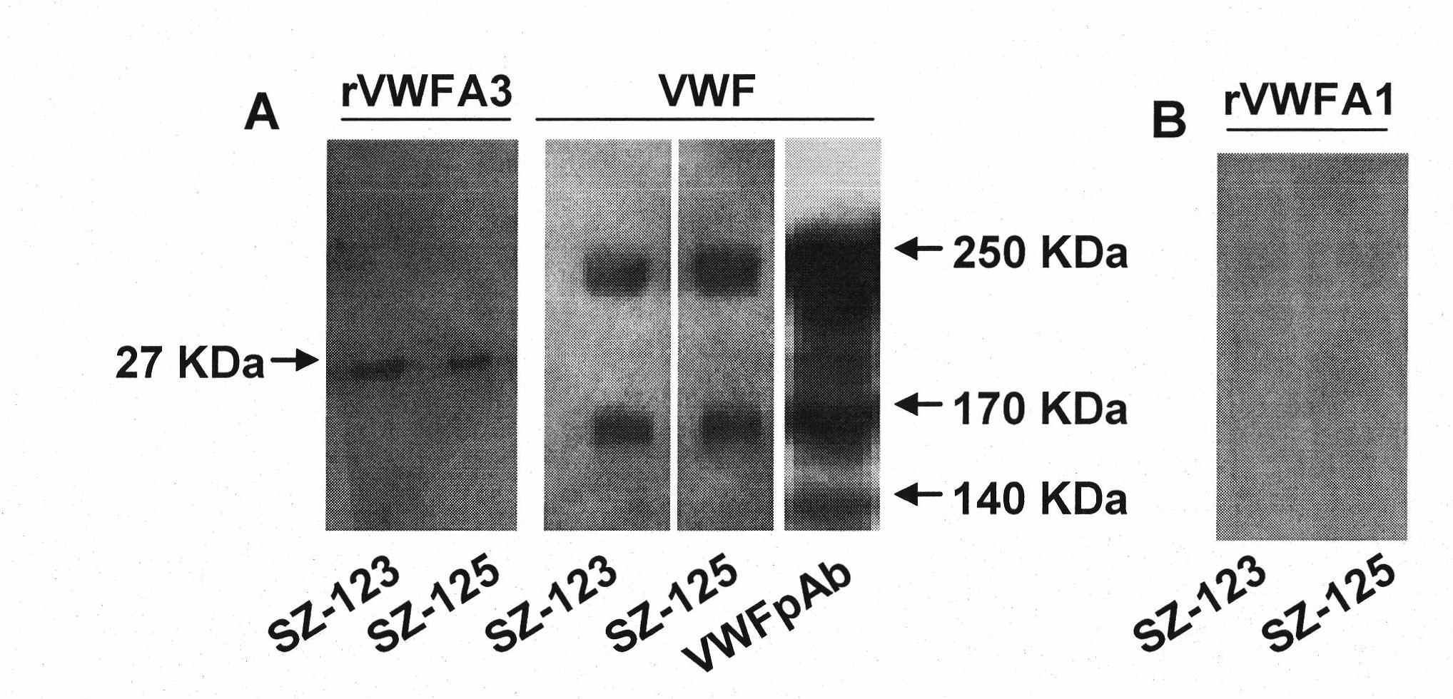 Bi-functional monoclonal antibody capable of anti-human von willbrand factor-A3