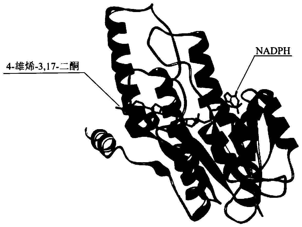 17 beta-hydroxysteroid hydroxylase 3 mutant enzyme, coding gene and engineering bacteria