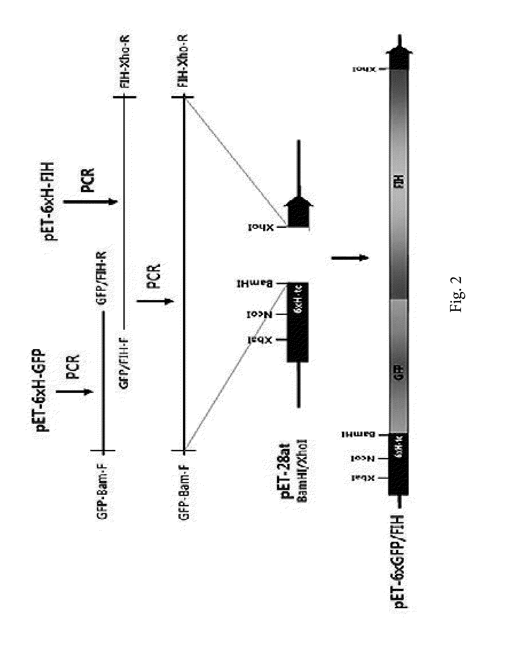 Methionyl trna synthetase for biosynthesis of photomethionine-labeled protein and method for preparing photoactive protein g variant using same